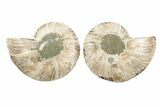 Cut & Polished, Agatized Ammonite Fossil - Crystal Pockets #191623-1